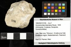 Foto (Objekt + Etiketten) von Goniodromites bidentatus (Reuss, 1859) 